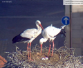 Screenshot: Webcam www.weiden.de
Anfang April lagen vier Storcheneier im Horst. Ob seitdem alle Eier bebrütet werden, wird sich erst in knapp drei Wochen zeigen, wenn die Jungen nach und nach schlüpfen.