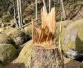 Bild: Gabi Schönberger
Ungewohnter Anblick für Wanderer im Naturschutzgebiet Doost: Baumstümpfe zwischen den moosbewachsenen Felsen.