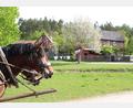 Bild: Eva Gröninger /exb
Die Museumspferde vor dem „Webergirgl“, der am Ostermontag auch im Fokus steht.
