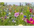 Symbolbild: Sabine Dietrich – stock.adobe.com
Es macht glücklich, den Garten in ein blühendes Blumenmeer zu verwandeln.