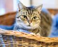 Symbolbild: Hauke-Christian Dittrich
Im Landkreis Amberg-Sulzbach hat ein Unbekannter eine Katze schwer misshandelt. Die Verletzungen des Tieres zeigten das eindeutig, teilt die Polizei Vilseck mit.