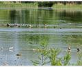 Bild: Peter Pracht
Als Vorbild für eine gelungene Renaturierung dient Bund Naturschutz, Landesbund für Vogelschutz und Heinz Sielmann-Stiftung der Fetzersee bei Gundelfingen (Landkreis Dillingen).