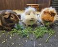 Bild: ald
Redakteurin Lisa Sebald hat drei Meerschweinchen: Elfie, Luna und Leia (von links).