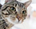 Symbolbild: Daniel Karmann/dpa
In Arrach (Landkreis Cham) hat ein Unbekannter auf eine Katze geschossen.