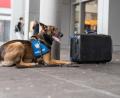 Symbolbild: Bundespolizei
Am Hauptbahnhof in Regensburg kam über das Osterwochenende ein Sprengstoffspürhund zum Einsatz.