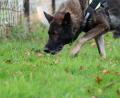Symbolbild: Marcel Kusch/dpa
Eine in sozialen Medien kursierende Warnung vor angeblichen Giftködern in Waldsassen sorgt seit einigen Tagen für Verunsicherung bei Hundehaltern.