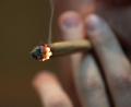 Symbolbild: Oliver Berg/dpa
Ein Fahrgast eines Reisebusses muss sich wegen der Einfuhr von Marihuana strafrechtlich verantworten.