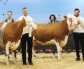 Bild: Julia Steiner/Rinderzuchtverband Oberpfalz/exb
Kuh Holly vom Betrieb Kraus in Gründlbach wurde bei der Jungzüchterschau Reservechampion Mittel, Kuh Loretta erreichte den Klassensieg beim Vorführen. Im Bild von links Rainer und Valentin Kraus sowie Christine und Nikolas Kraus.