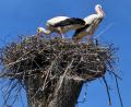 Bild: Alfred Wolf/exb
Auf einem abgesägten Baum beim Parkplatz des Geschichtsparks hat ein Storchenpaar sein Nest gebaut. Alfred Wolf hat die beiden Großvögel fotografiert.