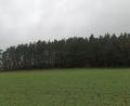 Bild: bjp
Dieses Waldstück am Judenberg bei Grub soll gerodet werden. Ob danach erosionsschützende Baumpflanzungen vorgenommen werden, wird das Landratsamt entscheiden.