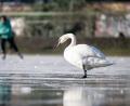 Symbolbild: Sebastian Gollnow/dpa
Gefrorene Gewässer können auch für Tiere gefährlich werden. Das erlebte ein Schwan in Oberwildenau, der am eisigen Wasser festfror.
