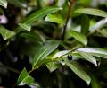 Symbolbild: Christoph Reichwein/dpa
Der Kirschlorbeer ist als Hecke beleibt. Der Strauch ist invasiv, giftig, kann im Magen Blausäure produzieren und für Insekten wertlos.