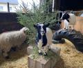 Bild: Judith Zeitler
Das Schaf Wolli und die zwei Ziegen Meggi und Lotti wohnen bei Judith Zeitler. Sie freuen sich über den Christbaum.