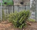 Bild: Gabi Schönberger
In Weiden werden ab Dienstag, 7. Januar, die ausgedienten Weihnachtsbäume eingesammelt. Das illegale Ablagern in der Natur oder an Wertstoffinseln kann empfindliche Geldstrafen nach sich ziehen.