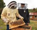 Bild: Stephan Huber
Jannik Bohmann und Joshua Pfadenhauer kontrollieren Bienenwaben am Lehrbienenstand beim Vogelheim in Sulzbach-Rosenberg am Feuerhof.