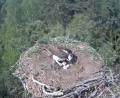 Bild: Martin Gottsche
Die Eschenbacher Fischadler bebrüten vier Eier im Horst am Rußweiher.