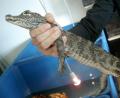Symbolbild: Zollfahndungsamt/dpa
Mit einem Alligator hatte er der Hahnbacher Feuerwehr-Kommandant Michael Iberer noch nicht zu tun. Aber ein Bekannter von der Berufsfeuerwehr München schon. Grundsätzlich begegnen Einsatzkräften exotische Tiere immer öfter bei Einsätzen, sagt Iberer.