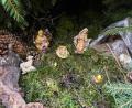 Bild: Vetter/exb
Winzige Krippenfiguren verstecken sich mitten im Wald am Eixlberg unter einer großen Baumwurzel.