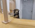 Bild: Polizei Sulzbach-Rosenberg
Ein entlaufener Hund wird am Tresen der Sulzbach-Rosenberger Polizeiwache vorstellig..