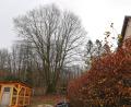 Bild: Portner
Diese Eiche in der Kastlstraße steht auf Kirchengrund und darf laut Beschluss des Bauausschusses der Stadt Oberviechtach gefällt werden.