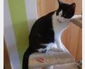 Bild: Nadine Hummel
Katzen sind die Leidenschaft von Nadine Hummel, die sich mit der Katzenhilfe Streunerglück um Katzen und andere Kleintiere kümmert.