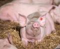 Symbolbild: Marijan Murat/exb
Schweine liegen in der Bucht eines Tierwohl-Stalls. In Altmugl bei Bad Neualbenreuth sollen nun solche Stallungen gebaut worden. Sie räumen den Tieren deutlich mehr Platz ein als bei der konventionellen Schweinehaltung.