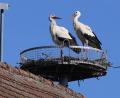 Bild: war
Das Storchenpaar baut fleißig an seinem Nest.