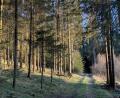 Bild: Susanne Forster
Für 2025 sind umfangreiche Maßnahmen für den Bärnauer Stadtwald und GmbH-Wald geplant. Schadholz soll bevorzugt mit eigenen Waldarbeitern aufgearbeitet, Frischholz gezielt eingeschlagen werden. Auch ökologische Ziele stehen im Fokus: Biotopbäume, Totholz und natürliche Kiefernnaturverjüngung sollen das Waldbild weiter stärken.