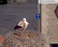 Screenshot: Storchen-Webcam Stadt Weiden
Die Webcam zeigt den Storch im Horst auf dem Alten Schulhaus in Weiden mit drei kleinen Küken.