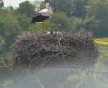 Bild: Screenshot Storchencam/Landratsamt Neustadt/WN 
Vier Storchenküken recken ihre Köpfchen aus dem Horst auf dem Schloss Lobkowitz in Neustadt/WN, während Papa oder Mama Storch ein wachsames Auge auf den Nachwuchs hat.