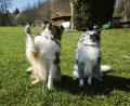 Bild: Julia Kaleta
Die zwei Shelties von Hundetrainerin Ramona Stallbaum sind bestens trainiert und wissen, wie sie sich gegenüber anderen Menschen sowie Tieren verhalten sollen.