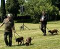 Bild: ge
Auch Jagdhunde präsentieren sich bei den Rotwildtagen in den Hundevorführungen.