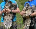 Bild: Peter Kneffel/dpa
Vor fünf Jahren wurden mit Bavaria und Wally die ersten Bartgeier im Nationalpark ausgewildert. (Archivfoto)