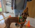 Bild: Fabian Reichel
Ein Assistenzhund während des Trainings