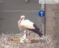 Screenshot: Storchen-Webcam der Stadt Weiden
Die Webcam zeigt den Storch im Horst auf dem Alten Schulhaus in Weiden mit zwei kleinen Küken.