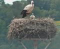Bild: Screenshort Webcam Landratsamt Neustadt/WN
Von vier geschlüpften Storchenküken auf dem Dach des Landratsamtes Neustadt ist nur noch eines übrig. Das überlebende Storchenjunge wird vom Altstorch bewacht.
