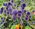 Bild: Portner
Kugeldisteln bringen Farbe in den Garten, vertragen Hitze und Trockenperioden.