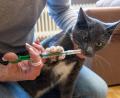 Symbolbild: Christin Klose / dpa
Eine Katze bekommt eine Wurmkur. Tierärzte empfehlen Entwurmungen zum Schutz der Tiere und der Menschen.