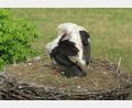 Bild: do
Das erste Storchenküken ist da. Zu entdecken ist das graue Bündel im Nest über dem Klostergasthof nur sehr schwer.