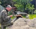 Bild: Wildpark Mehlmeisel
Ein Fischotter erkundet im Wildpark Mehlmeisel sein Areal.