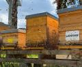 Bild: Petra Hartl
Die Firma Lüdecke in Amberg öffnet zum internationalen Tag der Artenvielfalt die Pforten ihres weitläufigen Parks.
