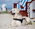 Symbolbild: Hauke-Christian Dittrich/dpa
Ein Golden Retriever sitzt bei sonnigem Wetter im Sand am Nordseestrand.