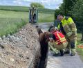 Bild: Feuerwehr Dresden
Einsatzkräfte wirken beruhigend auf das Tier ein.