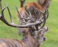 Bild: Symbolbild Daniel Karmann
Zaun eines Wildgeheges beschädigt: Mehrere Wildtiere entkommen in Neukirchen-Balbini