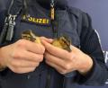 Bild: -/Polizei Regensburg/dpa
Polizisten haben fünf verwaiste Entenküken gerettet - zwei davon hält ein Beamter in der Hand.