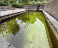 Bild: Petra Hartl
Über den Winter haben sich hier Algen gebildete, das Wasser ist stark grün gefärbt und schaut unhygienisch aus: Das Kneipbecken am Radlerrastplatz An der Flei in Rosenberg ist derzeit nicht gerade einladend.