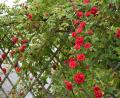 Bild: rgr
Die üppig blühenden Rosen sind Schmuckstücke im Garten.