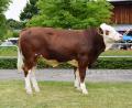 Bild: Steiner/RZO
Der Besamungsverein Neustadt/Aisch kaufte den mischerbig hornlosen „Mangan“-Sohn vom Betrieb Götz aus Großalfalterbach für 222.000 Euro.