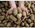 Bild: picture alliance / dpa
Die Pflanzenkrankheit Stolbur bedroht auch heimische Kartoffeln.