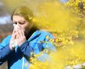 Bild: Angelika Warmuth/dpa
Daten zum Pollenflug sind in Bayern online abrufbar. (Symbolbild)
